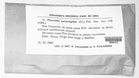 Auriscalpium vulgare image